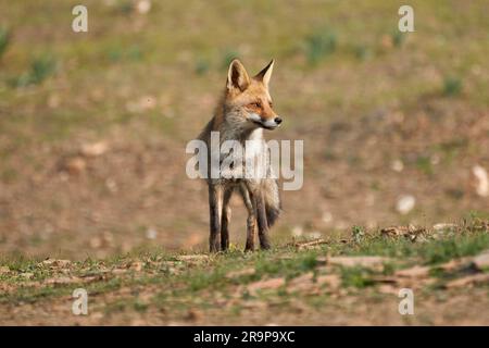 Photo de paysage en gros plan d'un renard rouge debout dans une forêt située dans le parc naturel de la Sierra de Andujar Banque D'Images