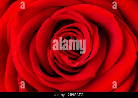 Belle fleur de rose rouge comme arrière-plan, gros plan. Photo macro de rose rouge fraîche pour l'arrière-plan. Rose rouge naturel, atmosphère d'amour et de célébration. Banque D'Images