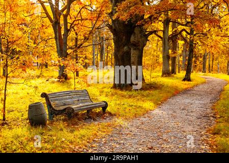 Ancien banc en bois dans le parc d'automne sous des arbres d'automne colorés avec des feuilles dorées. Paysage avec lindens et banc sur un premier plan par une journée ensoleillée. Banque D'Images