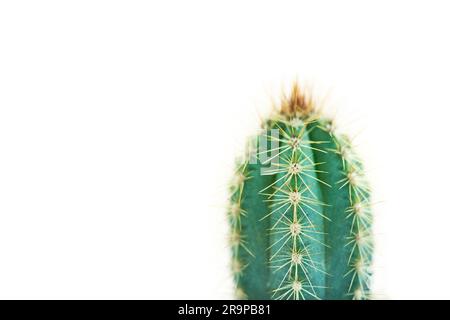 Plante de cactus bleu vert colonnaire épineuse sur un fond blanc avec espace de copie Banque D'Images