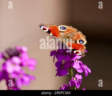 Papillon de paon reposant sur les fleurs violettes de dame Banque D'Images