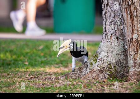 Le charme oriental mâle adulte se trouve autour de la base d'un arbre dans un parc, tandis qu'un jogging passe tout près, Singapour Banque D'Images