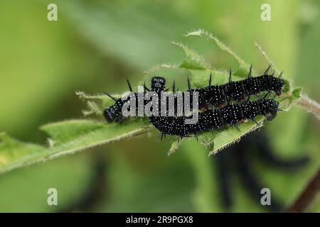 Deux paon Butterpilar papillon, Aglais io, se nourrissant de plantes d'ortie. Banque D'Images