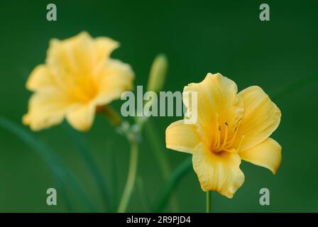 Fleurs de jaune de jour Hemerocallis fleurs, gros plan. Isolé sur un fond vert naturel. Plantes ornementales. Jardin Trencin, Slovaquie Banque D'Images