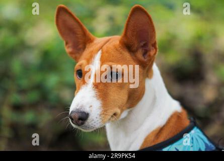 Portrait en gros plan du chiot Basenji Banque D'Images