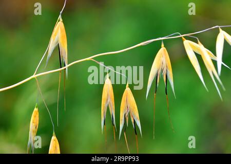 Fruits ou graines d'avoine (Avena sativa). C'est une plante médicinale largement utilisée. Banque D'Images