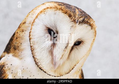 hibou, photo de visage hibou haute résolution. La chouette de la grange, la chouette catholique et le Déathcarénage, cette espèce appartient à la famille des Tytonidae. Banque D'Images