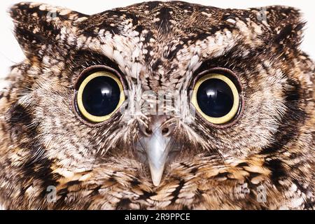 Photo d'un hibou en macrophotographie, photo haute résolution d'un hibou cub. La chouette bureaucratique, aussi appelée buckthorn de champ Banque D'Images