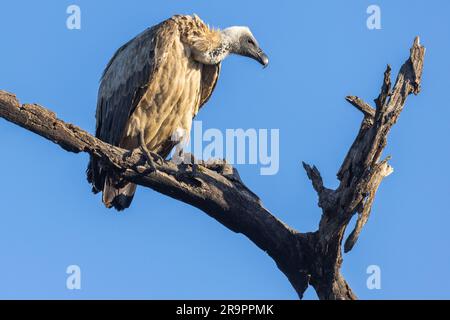 Un vautour à dos blanc perchée dans un arbre avec une attention toute à ses environs dans le parc national Kruger en Afrique du Sud Banque D'Images