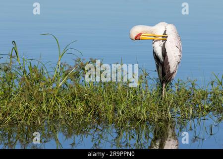 Un cigognes à bec jaune se toilettant dans les échalotes du barrage de Sunset dans le parc national Kruger, Afrique du Sud Banque D'Images