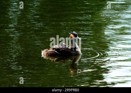 Grands grebes à crête, haubentaucher, (Podiceps cristatus) portent des poussins sur le dos des thères pour un couplke de semaines après l'éclosion. Schloss Charlottenburg 2023 Banque D'Images