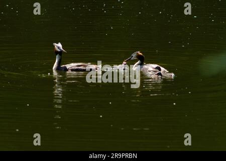 Grands grebes à crête, haubentaucher, (Podiceps cristatus) portent des poussins sur le dos des thères pour un couplke de semaines après l'éclosion. Schloss Charlottenburg 2023 Banque D'Images