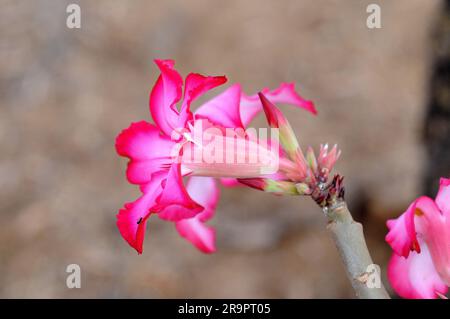 La rose du désert, le lis d'impala, l'azalée factice ou l'étoile sabi (Adenium obesum somalense) est originaire d'Éthiopie, de Somalie et du Soudan. Détail fleur. Ce succulent Banque D'Images