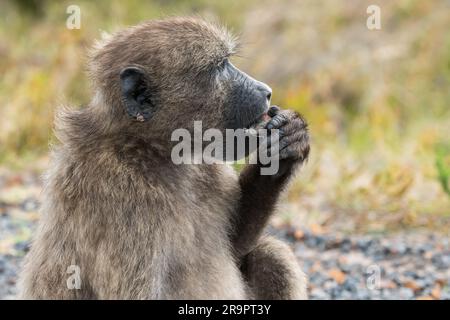 Chacma babouin (Papio ursinus) le babouin de Cape en profil maintient la nourriture à sa bouche tout en mangeant dans la nature à Cape point, Afrique du Sud Banque D'Images