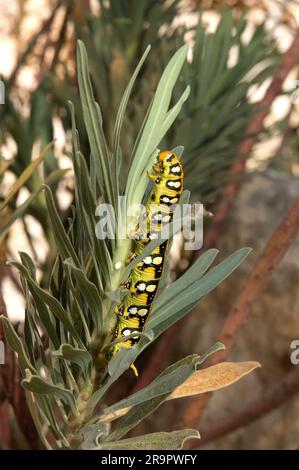 la chenille de papillon de tigre remonte la tige d'une plante à feuilles vertes Banque D'Images