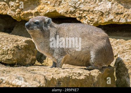Hyrax de roche / dassie / hyrax de cap / lapin de roche (Procavia capensis) sur le rebord de roche, originaire d'Afrique et du Moyen-Orient Banque D'Images