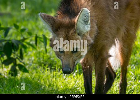 Loup à rame (Chrysocyon brachyurus / Canis brachyurus), grand canin originaire d'Amérique du Sud Banque D'Images