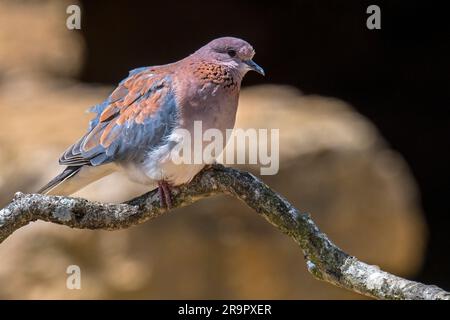 Colombe rieuse / colombe de palmier (Spilopelia senegalensis / Columba senegalensis) perchée dans un arbre, petit pigeon originaire d'Afrique, du Moyen-Orient et d'Asie du Sud Banque D'Images