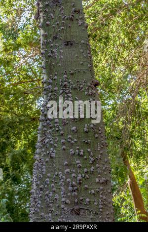 Gros plan d'écorce d'arbre au jardin botanique d'Assouan sur l'île Kitchener (île El Nabatat) sur le Nil Banque D'Images