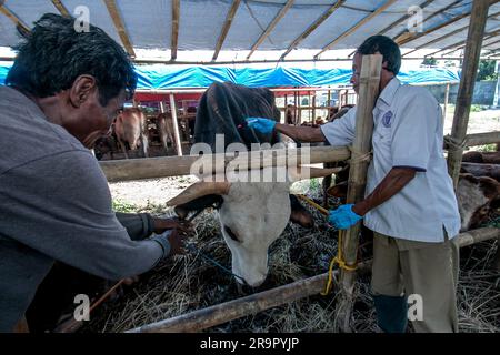 Bogor, Indonésie. 26th juin 2023. Un vétérinaire injecte des vitamines dans les vaches pour la prévention de la maladie des grumeaux de la peau sur un marché d'élevage à Bogor, Java-Ouest, Indonésie, sur 26 juin 2023. (Photo par Andi M Ridwan/INA photo Agency/Sipa USA) crédit: SIPA USA/Alay Live News Banque D'Images