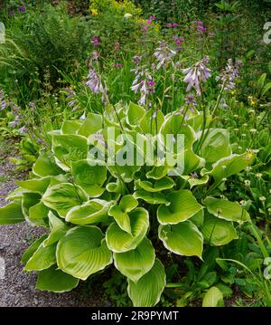 Hosta fortunei Aureomarginata pousse dans un jardin boisé humide à Aberglasney Gardens dans le sud du pays de Galles au Royaume-Uni Banque D'Images