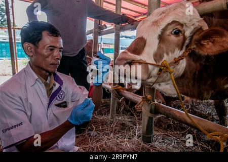 Bogor, Indonésie. 26th juin 2023. Un vétérinaire injecte des vitamines dans les vaches pour la prévention de la maladie des grumeaux de la peau sur un marché d'élevage à Bogor, Java-Ouest, Indonésie, sur 26 juin 2023. (Photo par Andi M Ridwan/INA photo Agency/Sipa USA) crédit: SIPA USA/Alay Live News Banque D'Images