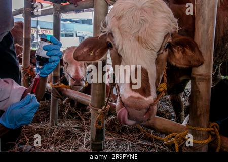 Bogor, Indonésie. 26th juin 2023. Un vétérinaire injecte des vitamines dans les vaches pour la prévention de la maladie des grumeaux de la peau sur un marché d'élevage à Bogor, Java-Ouest, Indonésie, sur 26 juin 2023. (Photo par Andi M Ridwan/INA photo Agency/Sipa USA) crédit: SIPA USA/Alay Live News Banque D'Images