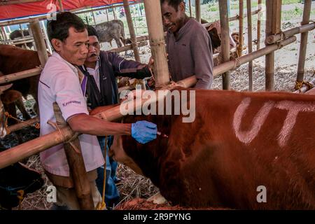 Bogor, Indonésie. 26th juin 2023. Un vétérinaire injecte des vitamines dans les vaches pour la prévention de la maladie des grumeaux de la peau sur un marché d'élevage à Bogor, Java-Ouest, Indonésie, sur 26 juin 2023. (Photo par Andi M Ridwan/INA photo Agency/Sipa USA) crédit: SIPA USA/Alay Live News Banque D'Images