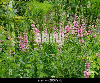 Lythrum salicaria 'Blush' une variété rose de Loosestrife poussant dans une tourbière humide du sud du pays de Galles au Royaume-Uni Banque D'Images