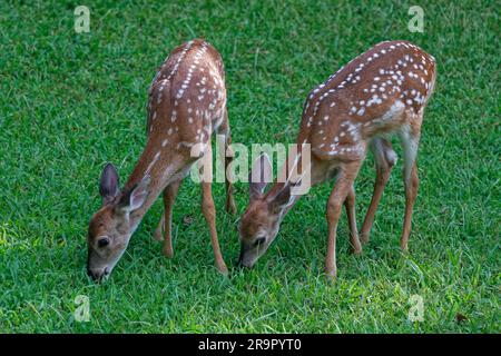 Une paire de faons de cerf de Virginie paître ensemble dans l'herbe dans la cour en été Banque D'Images