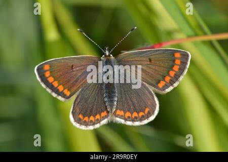 Brown Argus Butterfly, femme, Peak District Banque D'Images