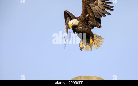 L'aigle de bébé s'agrandit. Un pygargue à tête blanche américain descend en terre sur un poteau au Kennedy Space Center de la NASA, sur 10 avril 2023. L'aigle fait partie d'une paire jumelée qui prend résidence au port spatial de Floride pendant la saison de nidification. Cette année, la paire élève un aigle solitaire dans le nid, situé dans un arbre près de Kennedy Parkway, à environ trois kilomètres de l'édifice de montage de véhicules. Kennedy abrite actuellement environ 20 paires d'aigles à tête blanche. Banque D'Images