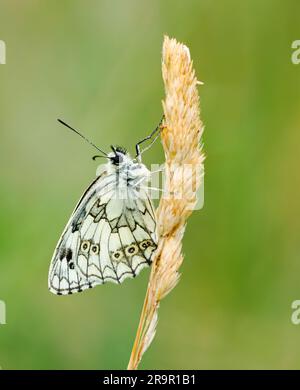 Melanargia galathea blanc marbré au repos sur une glume d'herbe séchée dans une prairie du Somerset UK Banque D'Images