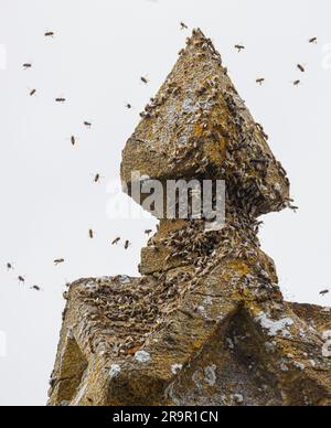 Essaim de Honey Bees Apis mellifera autour d'un funial de toit en pierre sur un bâtiment dans Somerset Royaume-Uni Banque D'Images