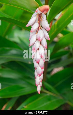 Fleur de gingembre en coquille floraison, (Alpinia zerumbet), avec fond de feuilles vertes Banque D'Images