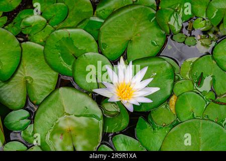 Nymphaea caerulea, lotus égyptien bleu, ouvert avec des feuilles vertes contexte Banque D'Images