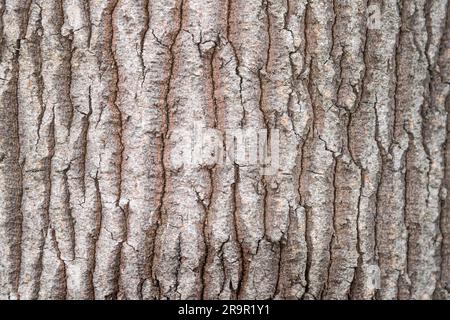 Tronc d'écorce, (Brachychiton discolor), vue rapprochée texture du tronc Banque D'Images