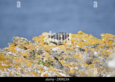 Huystercatcher européen (Haematopus ostralegus) sur Lichen Covered Coastal Rocks sur l'île de Man, Royaume-Uni, lors d'une Sunny Day en juin Banque D'Images