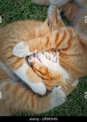 Deux chatons orange jouant ensemble à l'extérieur sur l'herbe. Chats au gingembre amusants et amusants qui combattent des jeux, piquent et enserrer Banque D'Images