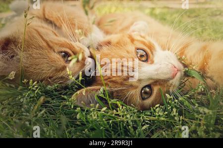 Deux chatons orange jouant ensemble à l'extérieur sur l'herbe. Chats au gingembre amusants et amusants qui combattent des jeux, piquent et enserrer Banque D'Images