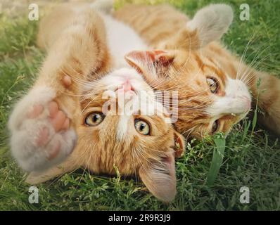 Deux chatons orange jouant ensemble à l'extérieur sur l'herbe. Chats au gingembre amusants et amusants qui combattent des jeux, piquent et enserrer Banque D'Images