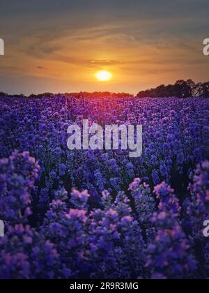 Scène pittoresque d'un champ de lavande fleuri. Belles fleurs roses violettes dans une lumière d'été chaude. Les plantes de lavandula parfumées fleurissent dans la prairie Banque D'Images
