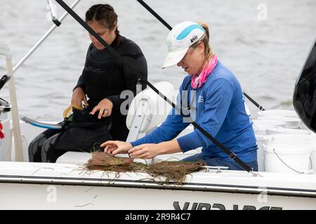 Projet de restauration de l'herbe de mer. Lorae Simpson, directeur de la recherche et de la conservation de la Florida Oceanographic Society, Rassemble des « parcelles » de herbiers marins tandis que son équipe se prépare aux planter dans la rivière Banana – l’un des trois plans d’eau qui composent la lagune de l’Indian River (IRL) – au Kennedy Space Center de la NASA, en Floride, sur 29 mars 2023. La Direction de la gestion de l’environnement de Kennedy travaille à planter un minimum de 28 000 pousses d’herbes marines réparties en 18 sites répartis dans trois zones du port spatial de Floride dans le cadre d’un projet pilote de restauration d’herbes marines. Le projet va examiner le Banque D'Images