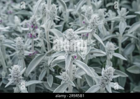 Fleurs Stachys byzantina, fond gris de fleurs dans la nature Banque D'Images