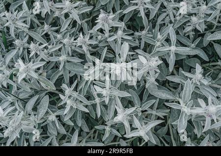 Fleurs Stachys byzantina, fond gris de fleurs dans la nature Banque D'Images