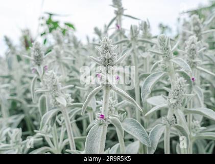 Fleurs Stachys byzantina, fond gris de fleurs dans la nature Banque D'Images