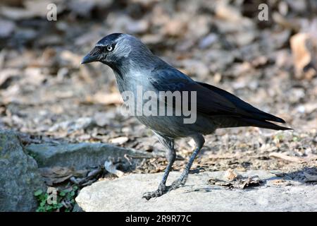 WESTERN Jackdaw, eurasien jackdaw, européen jackdaw, Dohle, Choucas des tours, Corvus monedula, csóka, Hongrie, Magyarország, Europe Banque D'Images