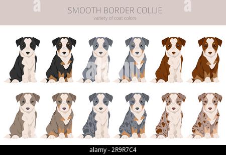 Bordure lisse collie chiots clipart. Différentes poses, ensemble de couleurs de pelage. Illustration vectorielle Illustration de Vecteur