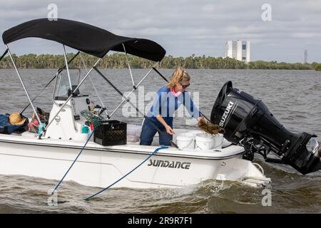 Projet de restauration de l'herbe de mer. Lorae Simpson, directeur de la recherche et de la conservation de la Florida Oceanographic Society, Rassemble des « parcelles » de herbiers marins tandis que son équipe se prépare aux planter dans la rivière Banana – l’un des trois plans d’eau qui composent la lagune de l’Indian River (IRL) – au Kennedy Space Center de la NASA, en Floride, sur 29 mars 2023. La Direction de la gestion de l’environnement de Kennedy travaille à planter un minimum de 28 000 pousses d’herbes marines réparties en 18 sites répartis dans trois zones du port spatial de Floride dans le cadre d’un projet pilote de restauration d’herbes marines. Le projet va examiner le Banque D'Images