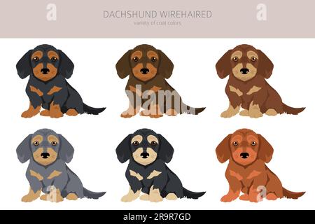 Dachshund fil cheveux chiots clipart. Différentes poses, ensemble de couleurs de pelage. Illustration vectorielle Illustration de Vecteur